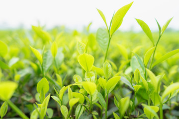 Green tea leaves in a tea plantation in morning