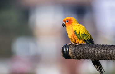 Beautiful Macore parrot bird on the branch.