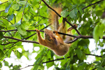 Curious squirrel. Red Squirrel. Squirrel. Forest. Spring.