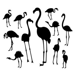 Fototapeta premium Black flamingo silhouettes on white background in different postures.