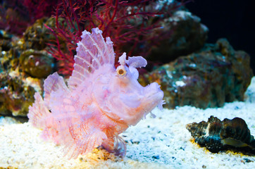 Naklejka na ściany i meble Pink coral fish