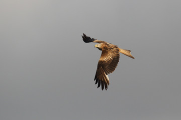 Red kite - start of migration