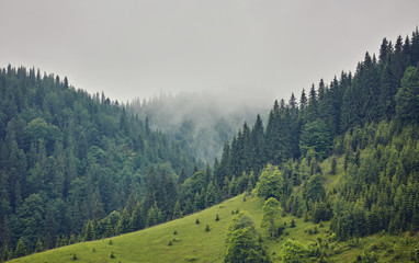 Forest with the conifer trees in mist