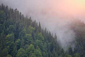 Forest with the conifer trees in mist