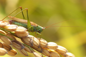 grillo su Vialone Nano