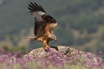 Red kite - start of migration