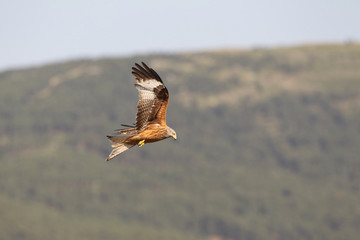 Red kite - start of migration