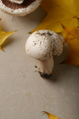 Fresh mushrooms on concrete background