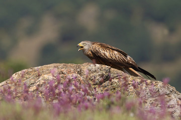 Red kite - start of migration
