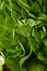 Organic lettuce green background