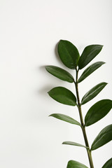 Fototapeta na wymiar Tropical leaves on white background