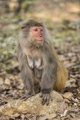 Naklejka na ściany i meble Rhesus Macaque the best-known species of Old World monkeys