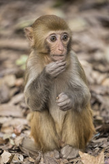 Rhesus Macaque the best-known species of Old World monkeys