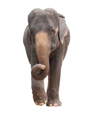 Papier Peint Lavable Éléphant corps entier d& 39 éléphant d& 39 asie isolé sur fond blanc