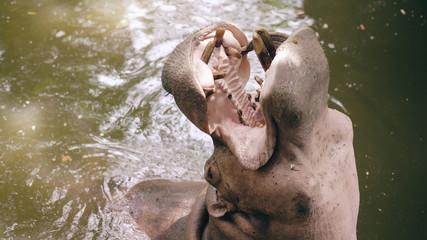 Hippopotamus eating in pond and people feeding him in zoo in national park