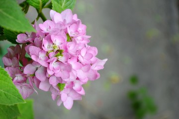 Hydrangea, Hydrangea macrophylla , Beautiful pink flower in garden on blur grey pavement background,