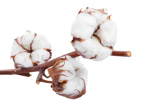 branch of cotton