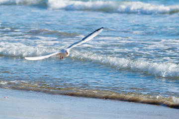 Seagull on the beach, blue sea