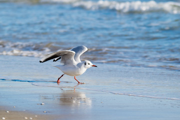 Fototapeta premium Mewa na plaży, błękitne morze