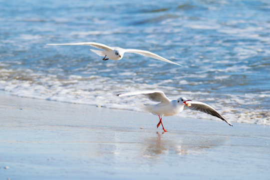 Seagull on the beach, blue sea