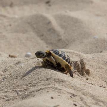 Baby Schildkröte in Sand