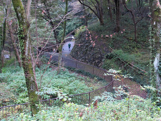 東高根森林公園。