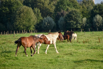 Obraz na płótnie Canvas Horse - Pferd 15