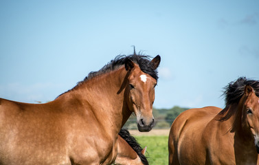Horses - Pferde 4