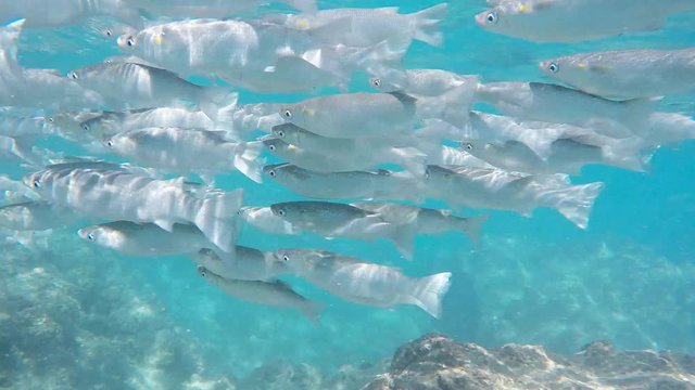 a school of mullet swim past a snorkeller at hanauma bay, hawaii