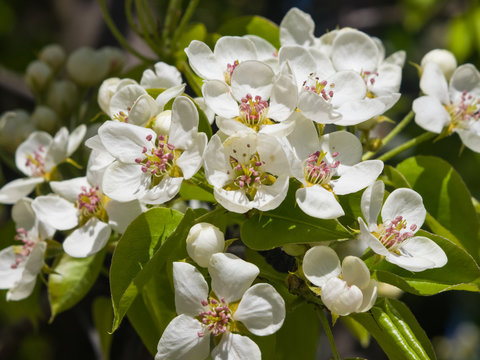 Flowers of Pear Tree, Pyrus communis, with leaves, close-up on bokeh background, selective focus, shallow DOF