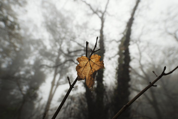 Foglia D'Autunno