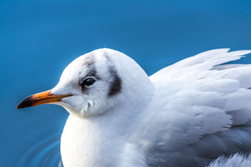 Sea gull close-up drifting swimming on the water in lake with beautiful bokeh background