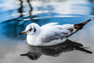 Sea gull closeup drifting swimming on water in lake with black and white reflection in water