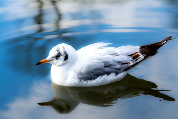 Naklejka premium Sea gull closeup drifting swimming on water in lake with reflection on blue sky background