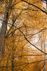 Obraz premium autumn on earth