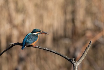 エビをゲットしたカワセミ