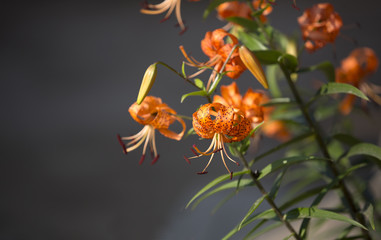 Тигровая лилия