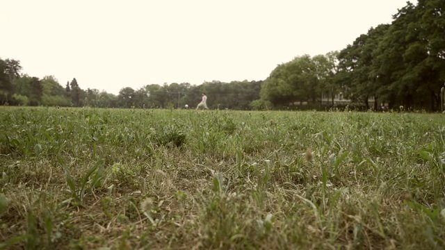 Boy kicks a soccer ball aiming at a distant friend, park in background.