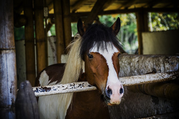 Horse Animal Caballo