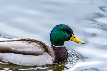 Duck closeup drifting swimming on water with reflection in lake