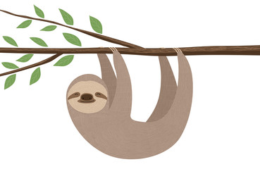 Sloth illustration