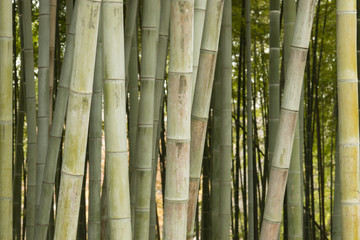 Detail of bamboo forest