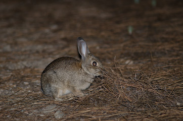European rabbit (Oryctolagus cuniculus). Integral Natural Reserve of Inagua. Tejeda. Gran Canaria. Canary Islands. Spain.