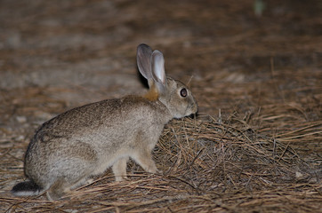 European rabbit (Oryctolagus cuniculus). Integral Natural Reserve of Inagua. Tejeda. Gran Canaria. Canary Islands. Spain.