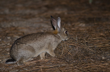 European rabbit (Oryctolagus cuniculus). Integral Natural Reserve of Inagua. Tejeda. Gran Canaria. Canary Islands. Spain.
