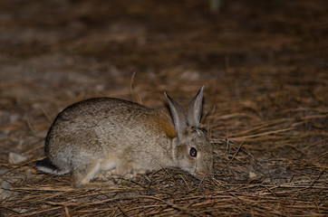 European rabbit (Oryctolagus cuniculus). Integral Natural Reserve of Inagua. Tejeda. Gran Canaria. Canary Islands. Spain.