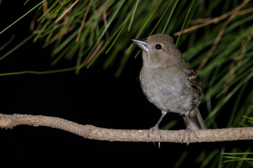 Gran Canaria blue chaffinch (Fringilla polatzeki). Young. Alsándara mountain. Integral Natural Reserve of Inagua. Tejeda. Gran Canaria. Canary Islands. Spain.