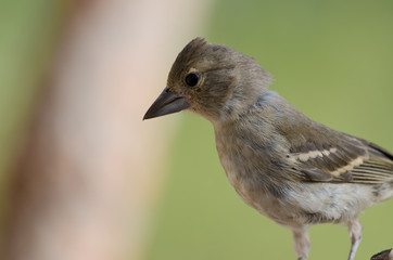 Gran Canaria blue chaffinch (Fringilla polatzeki). Young. Alsándara mountain. Integral Natural Reserve of Inagua. Tejeda. Gran Canaria. Canary Islands. Spain.