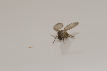 Bathroom moth midge (Clogmia albipunctata). Las Palmas de Gran Canaria. Gran Canaria. Canary Islands. Spain.