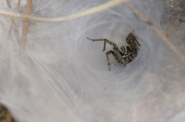 Funnel weaver (Agelenidae). Integral Natural Reserve of Inagua. Tejeda. Gran Canaria. Canary Islands. Spain.